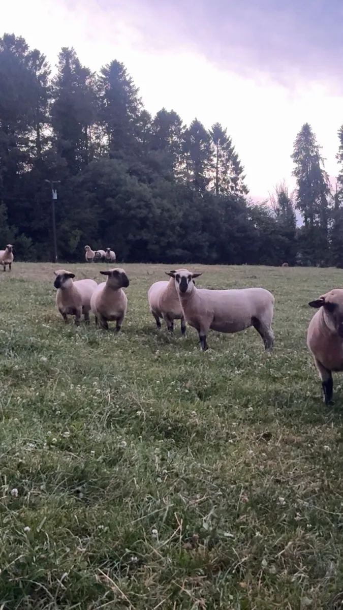 Hampshire down ewes - Image 1