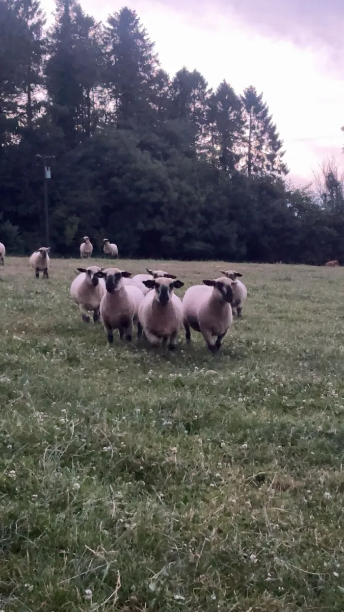 Hampshire down ewes - Image 4