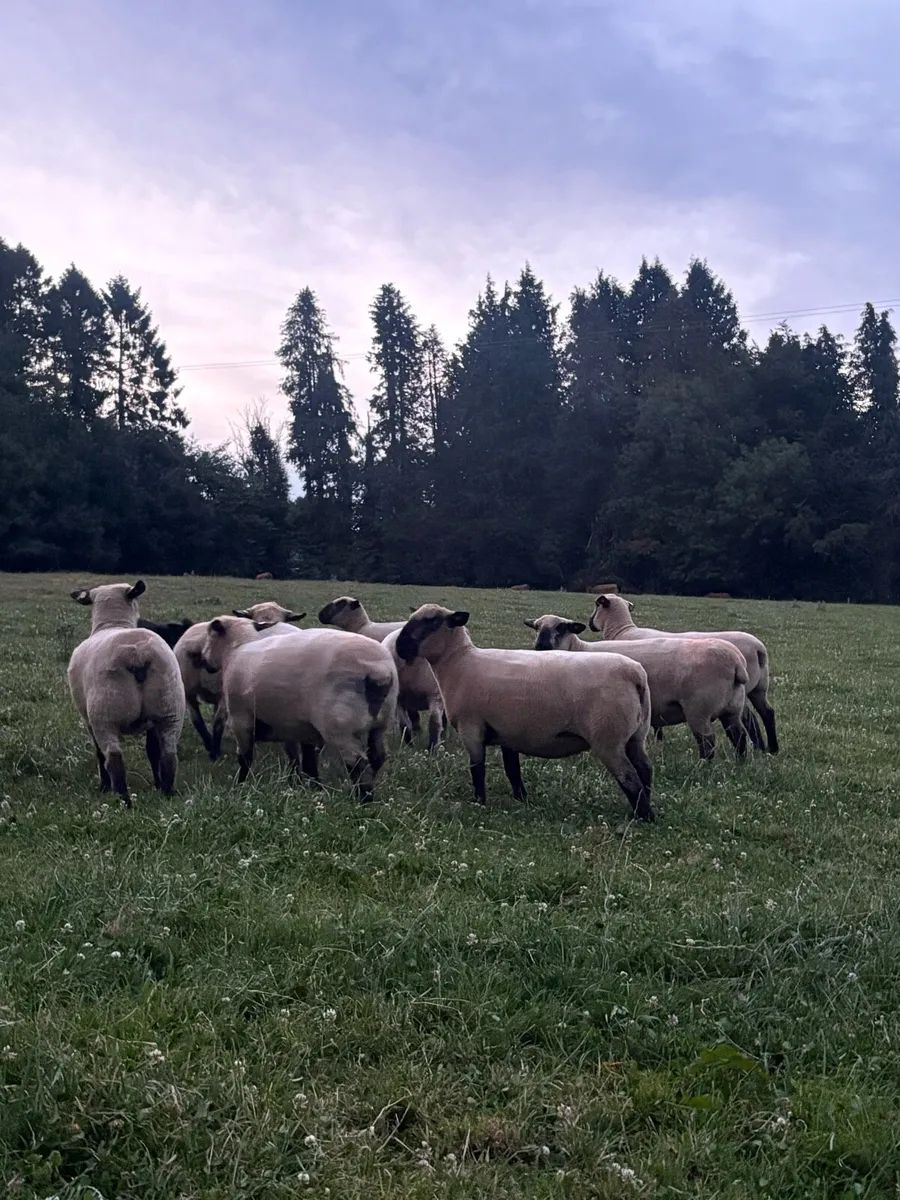 Hampshire down ewes - Image 3