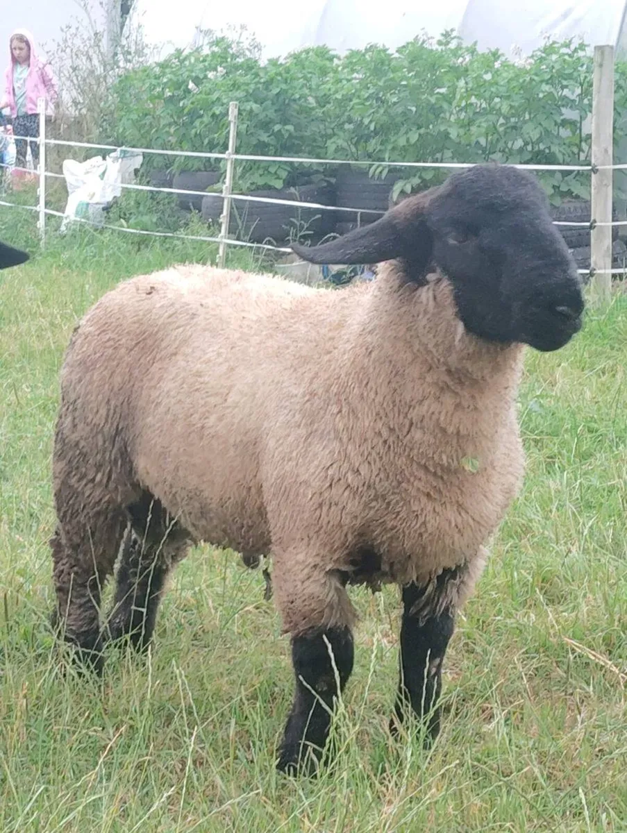 Suffolk Ram Lambs - Image 1