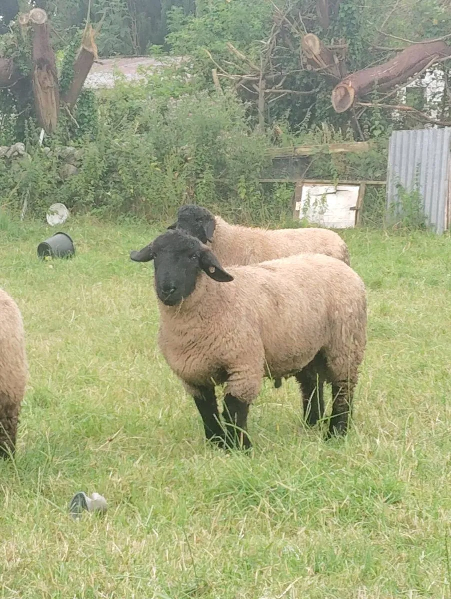 Suffolk Ram Lambs - Image 2