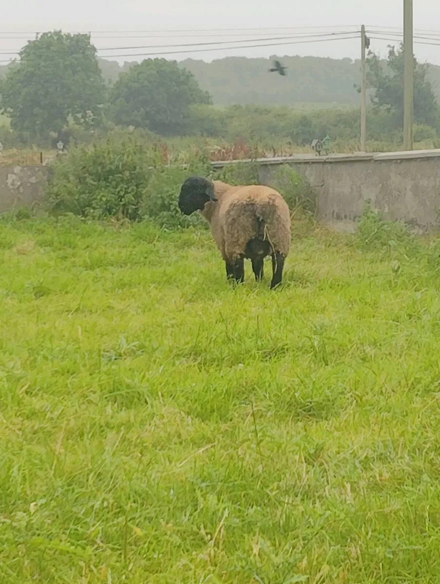 Suffolk Ram Lambs - Image 3