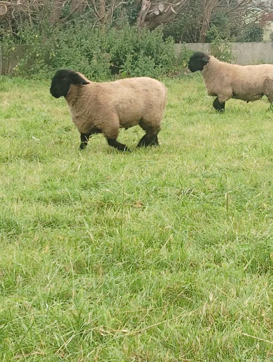 Suffolk Ram Lambs - Image 4