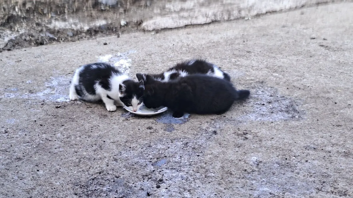 Kittens - Image 2