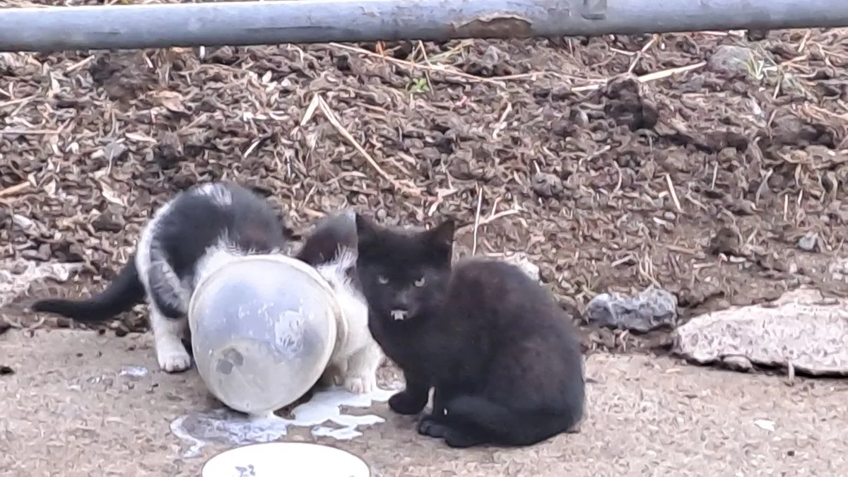 Kittens - Image 1
