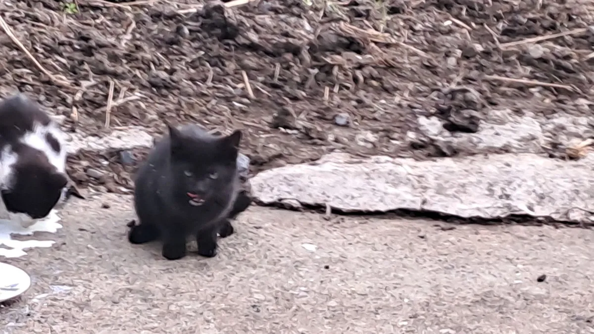 Kittens - Image 3