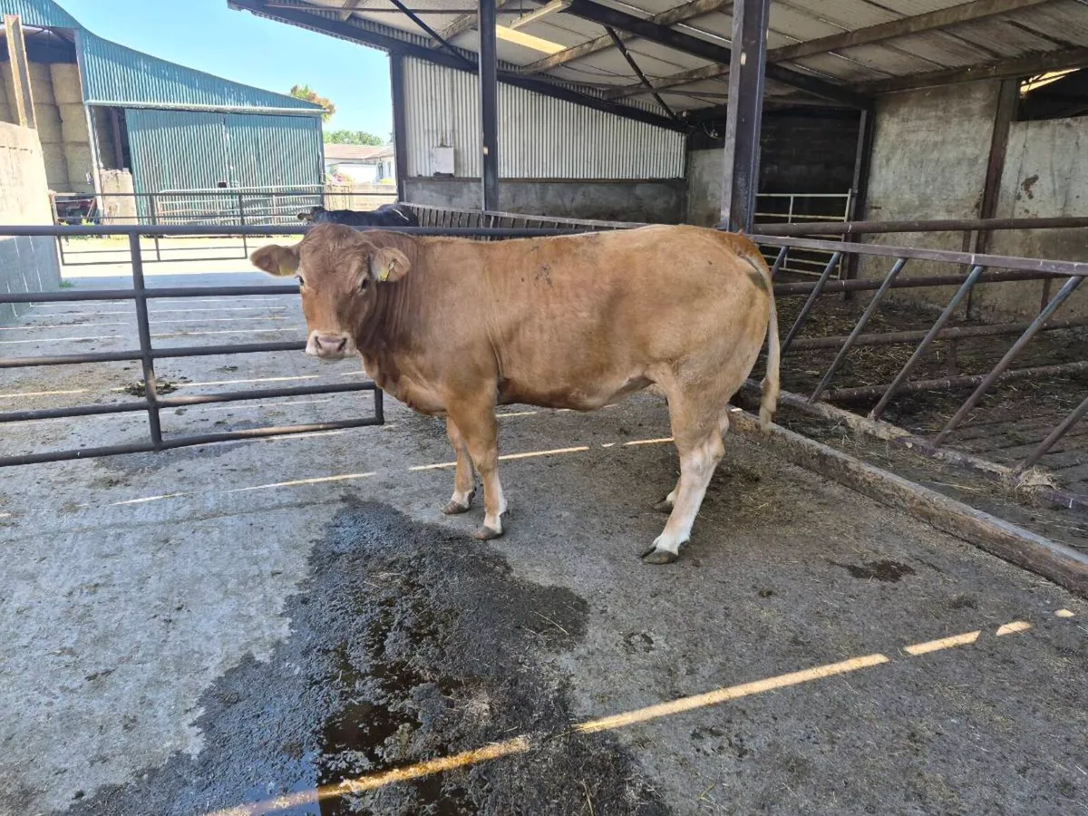 In calf PB limousin cow - Image 4