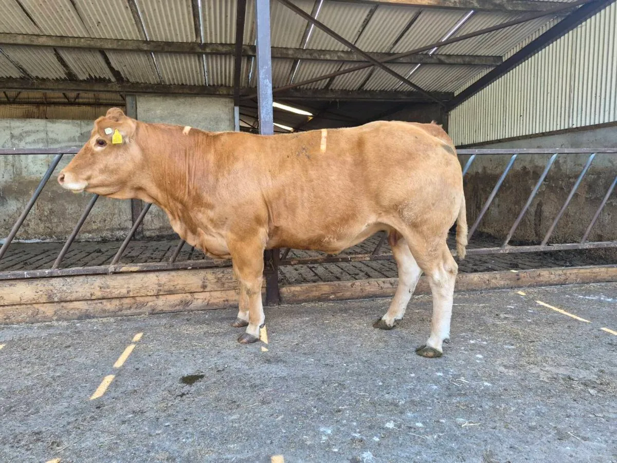 In calf PB limousin cow - Image 2