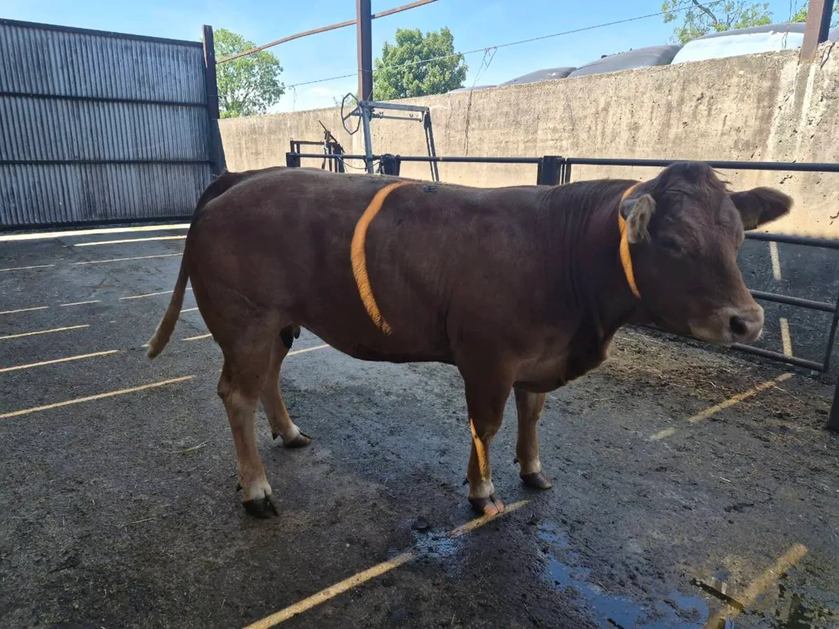 In calf PB limousin cow - Image 3