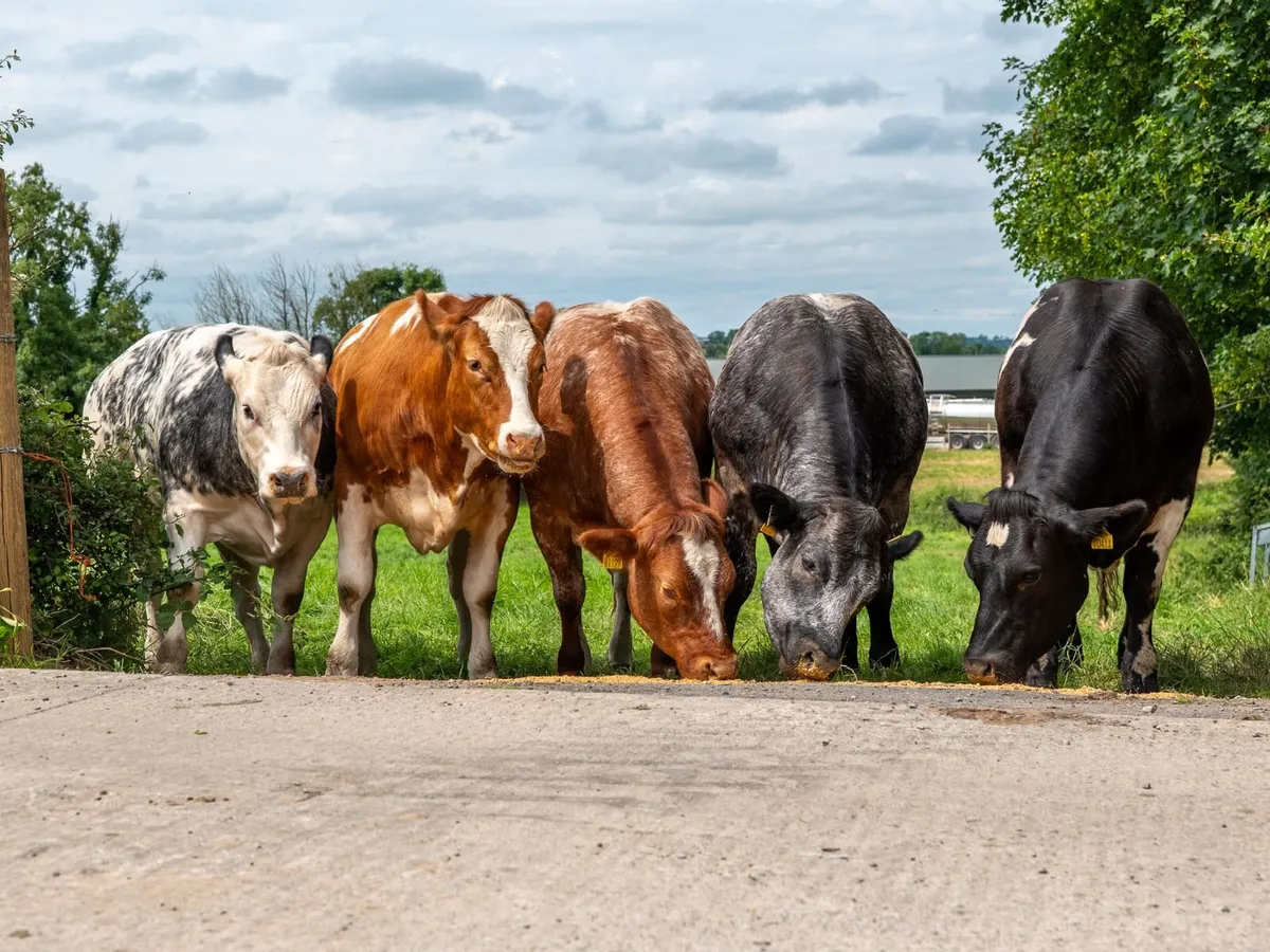 5x Maiden Heifers - Image 2