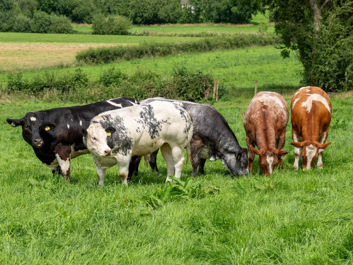 5x Maiden Heifers - Image 3