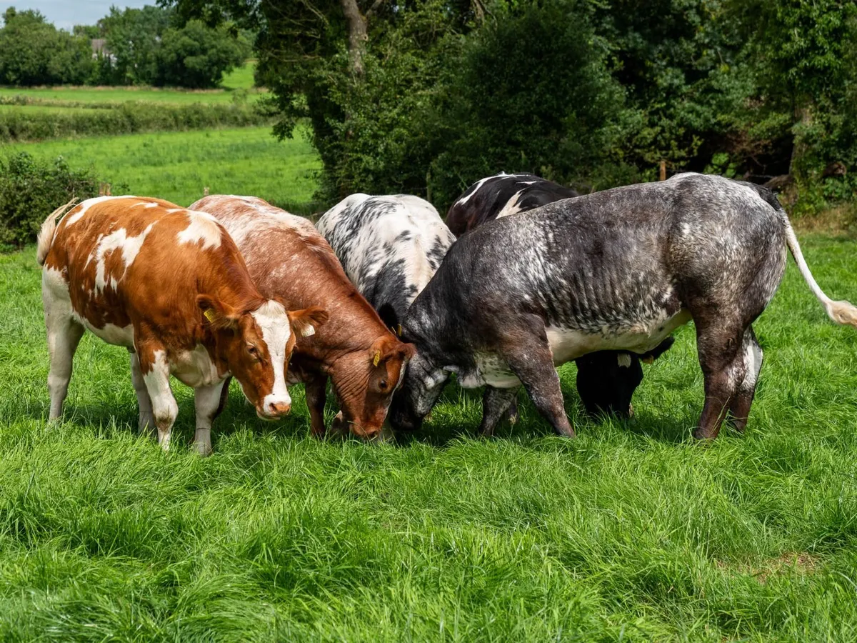 5x Maiden Heifers - Image 4
