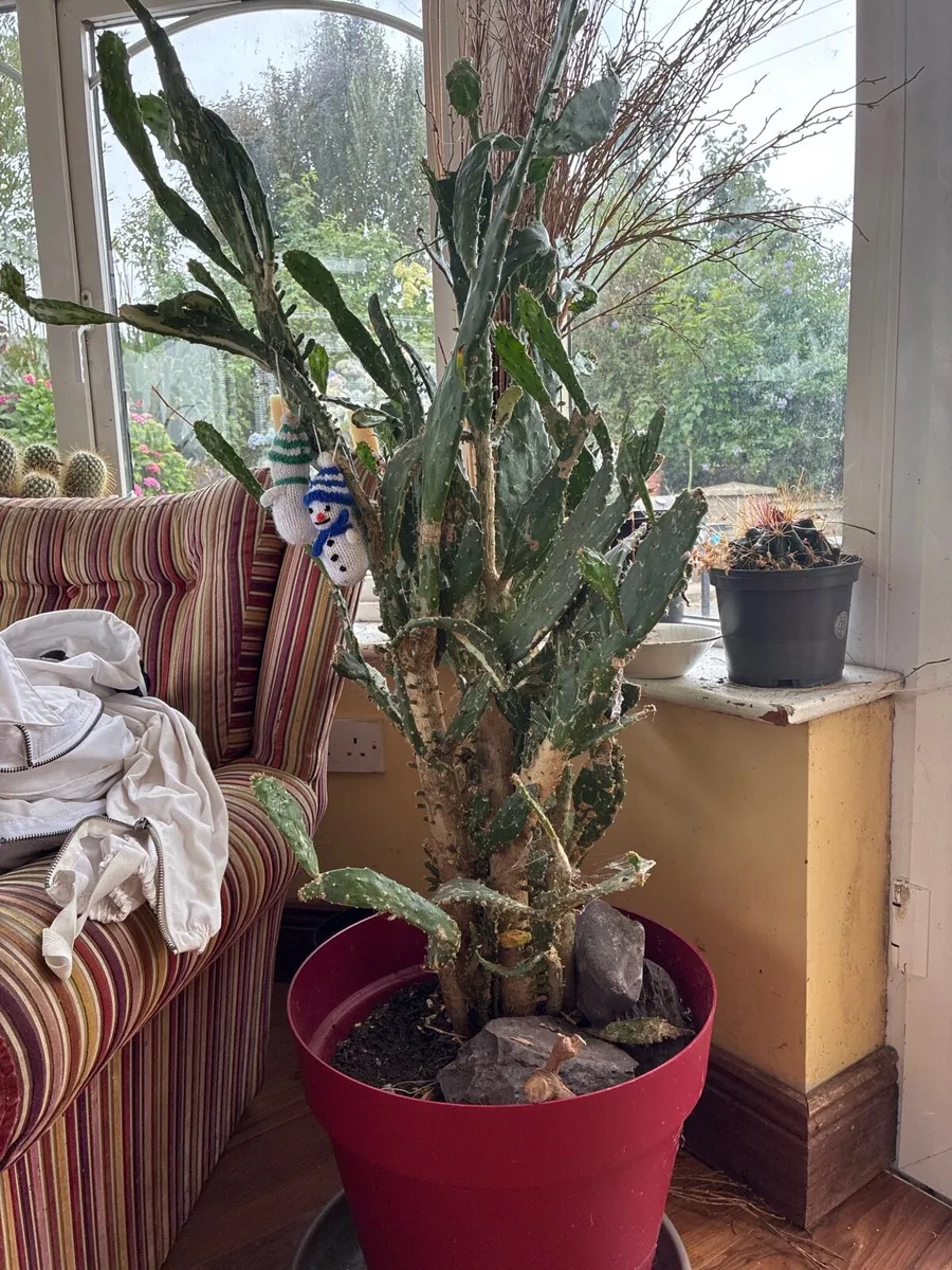 Cactus plant