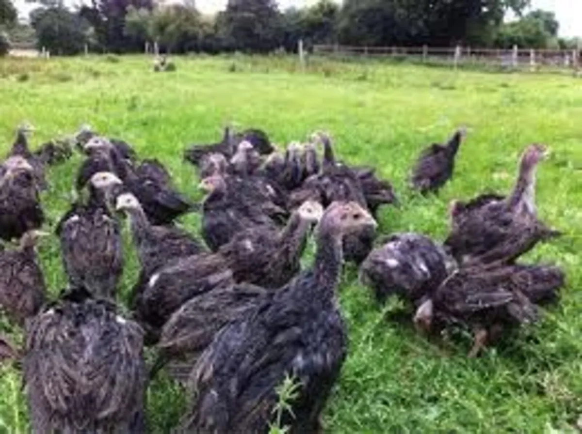 Bronze turkeys - Image 2