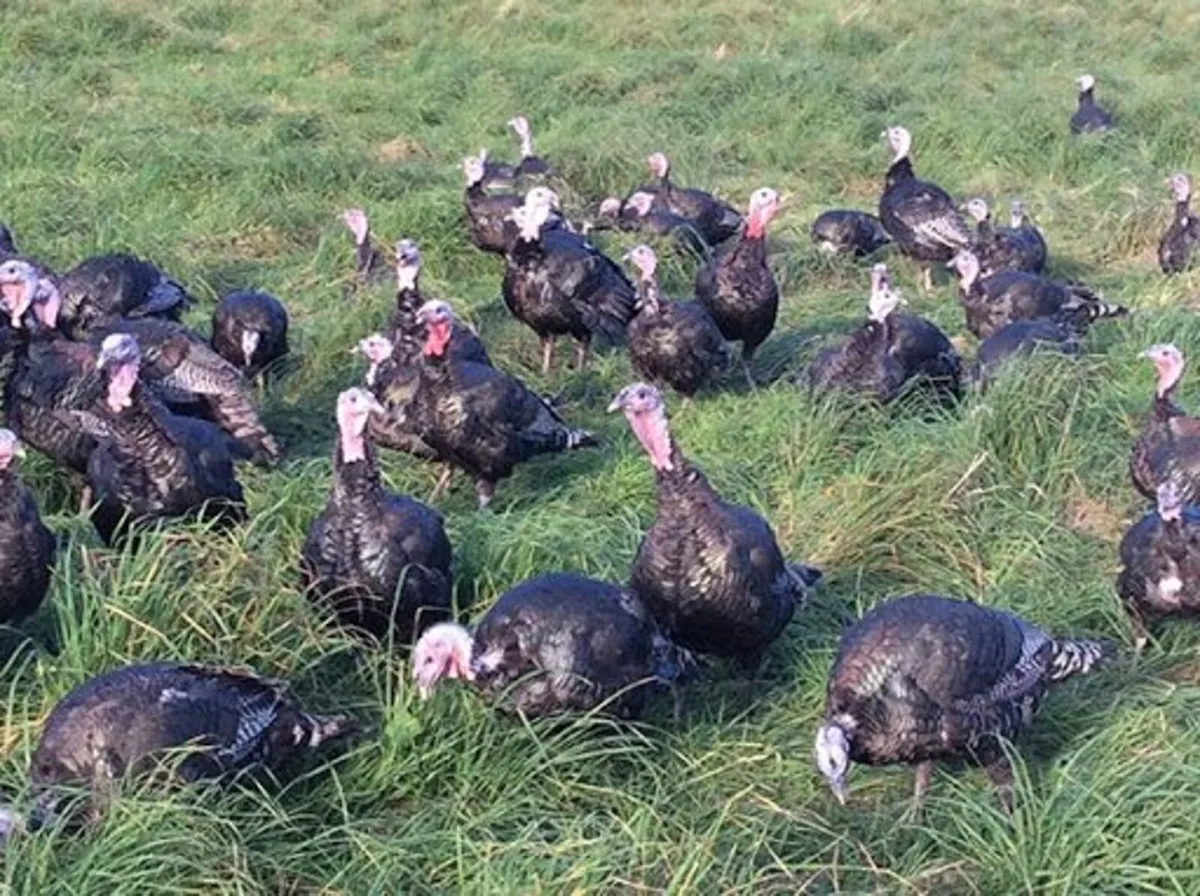 Bronze turkeys - Image 1