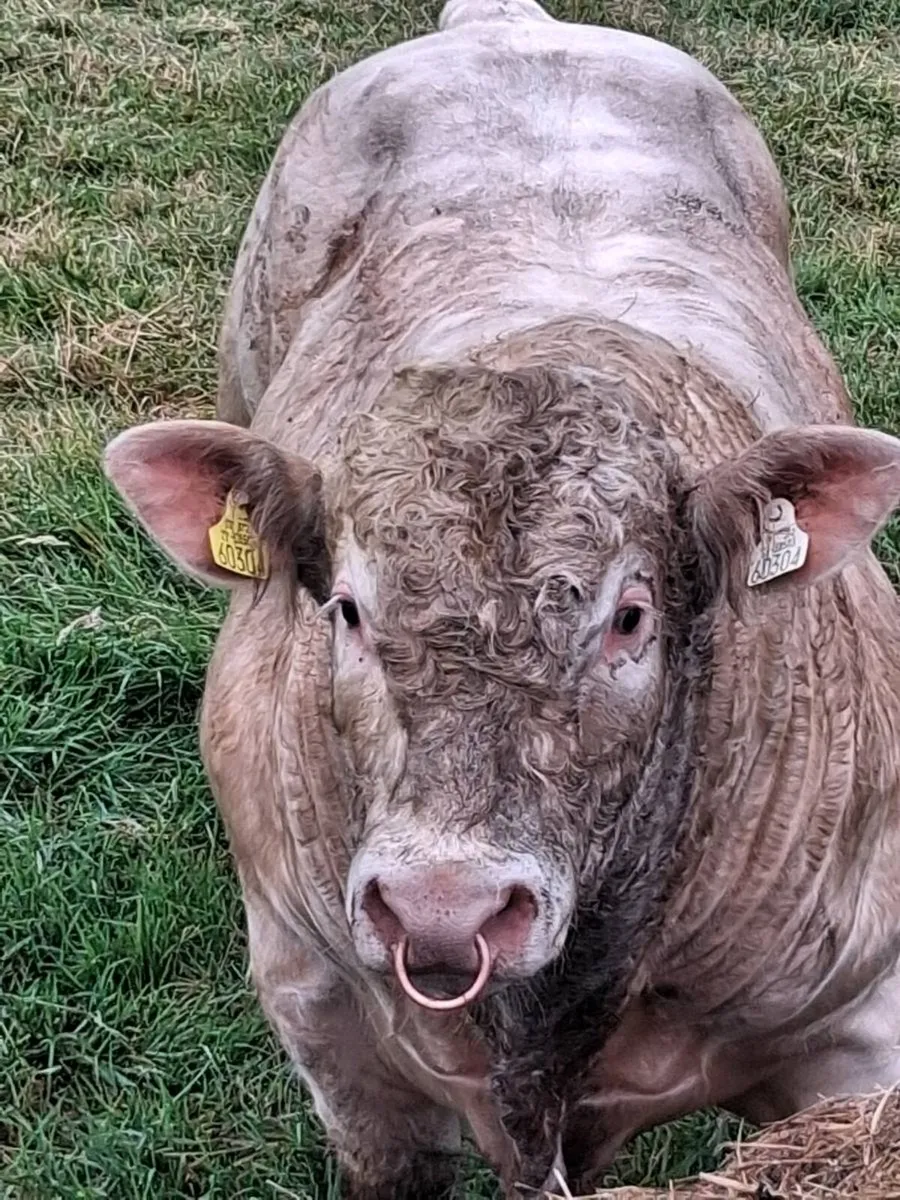 Pedigree Charolais Bull 🌟 5 Stars 🌟 - Image 4