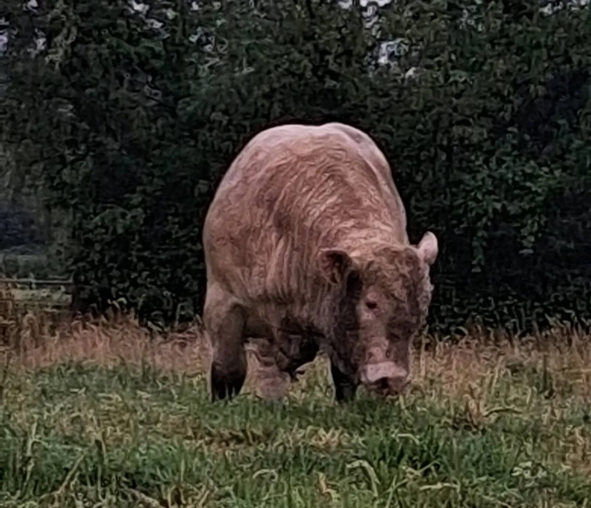 Pedigree Charolais Bull 🌟 5 Stars 🌟 - Image 2