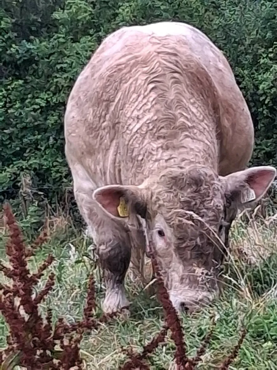 Pedigree Charolais Bull 🌟 5 Stars 🌟 - Image 3