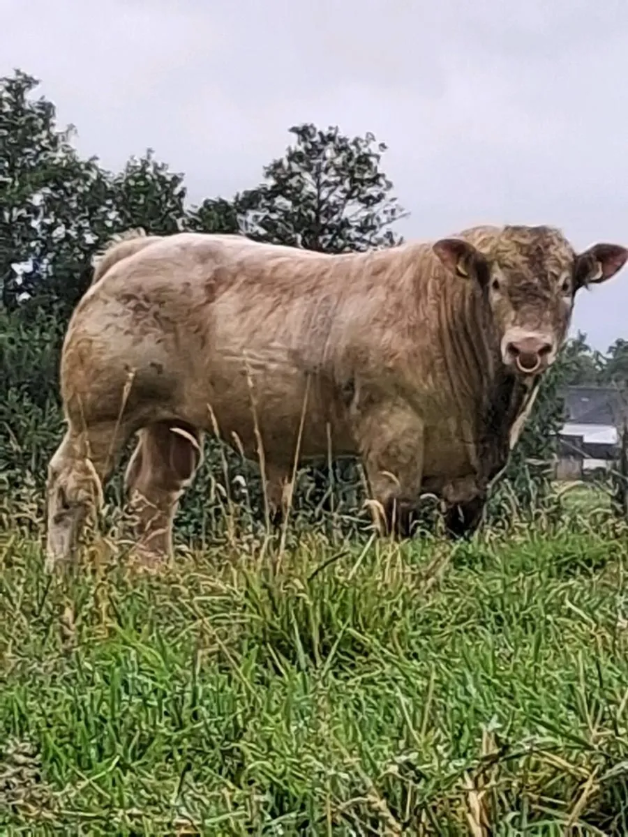 Pedigree Charolais Bull 🌟 5 Stars 🌟 - Image 1