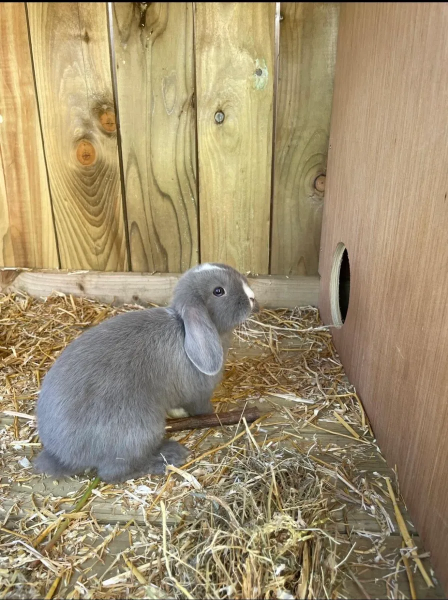 Rabbits - Image 1