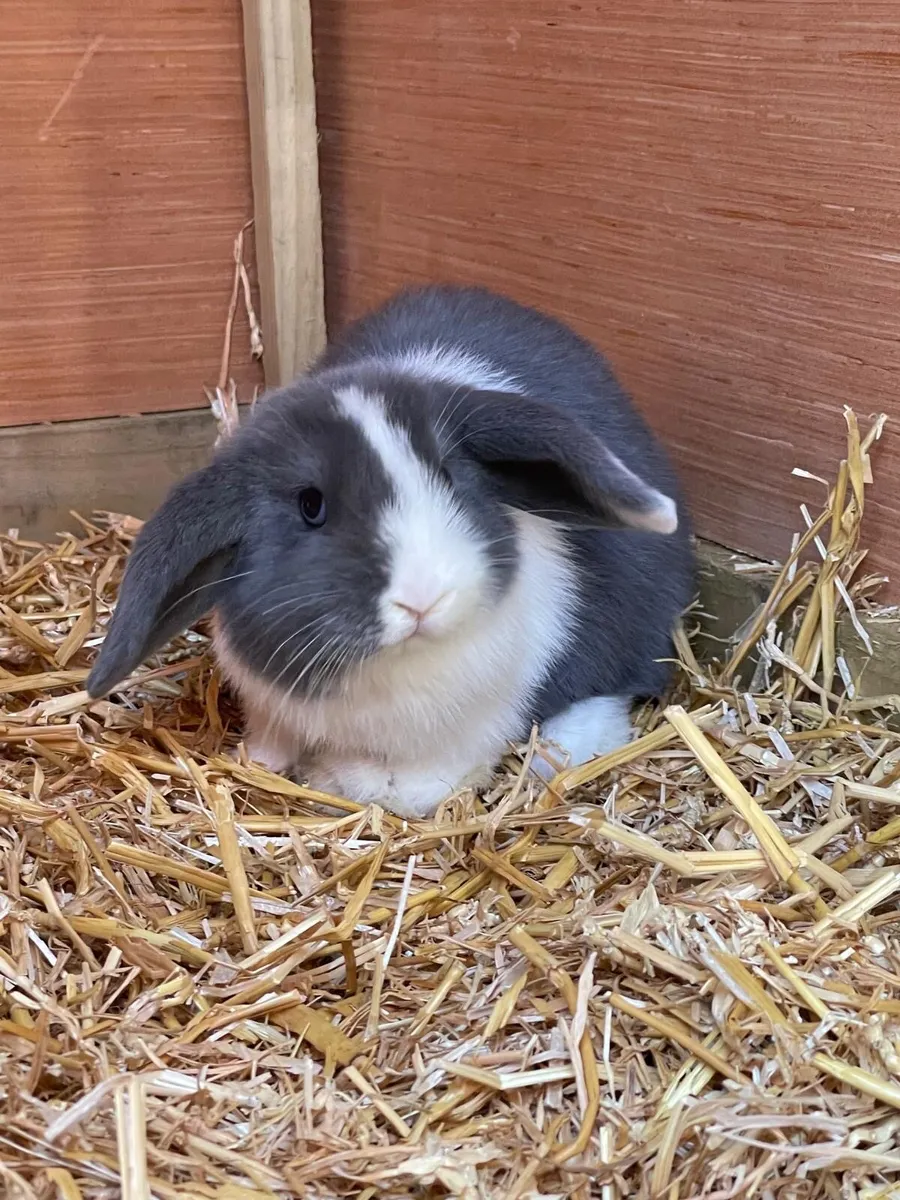 Rabbits - Image 2
