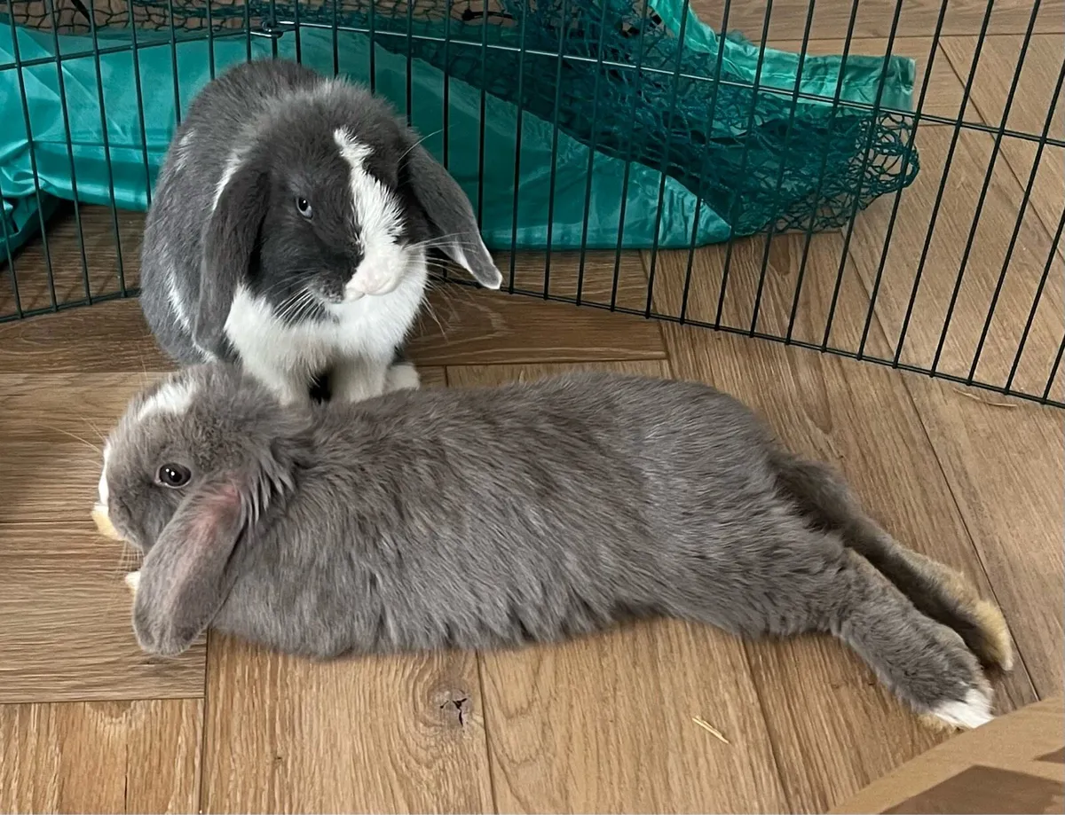 Rabbits - Image 3