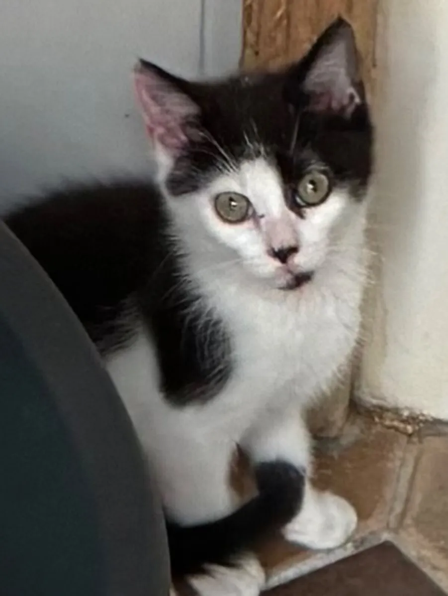 Catstrust adoption and protection. Rescued . - Image 3