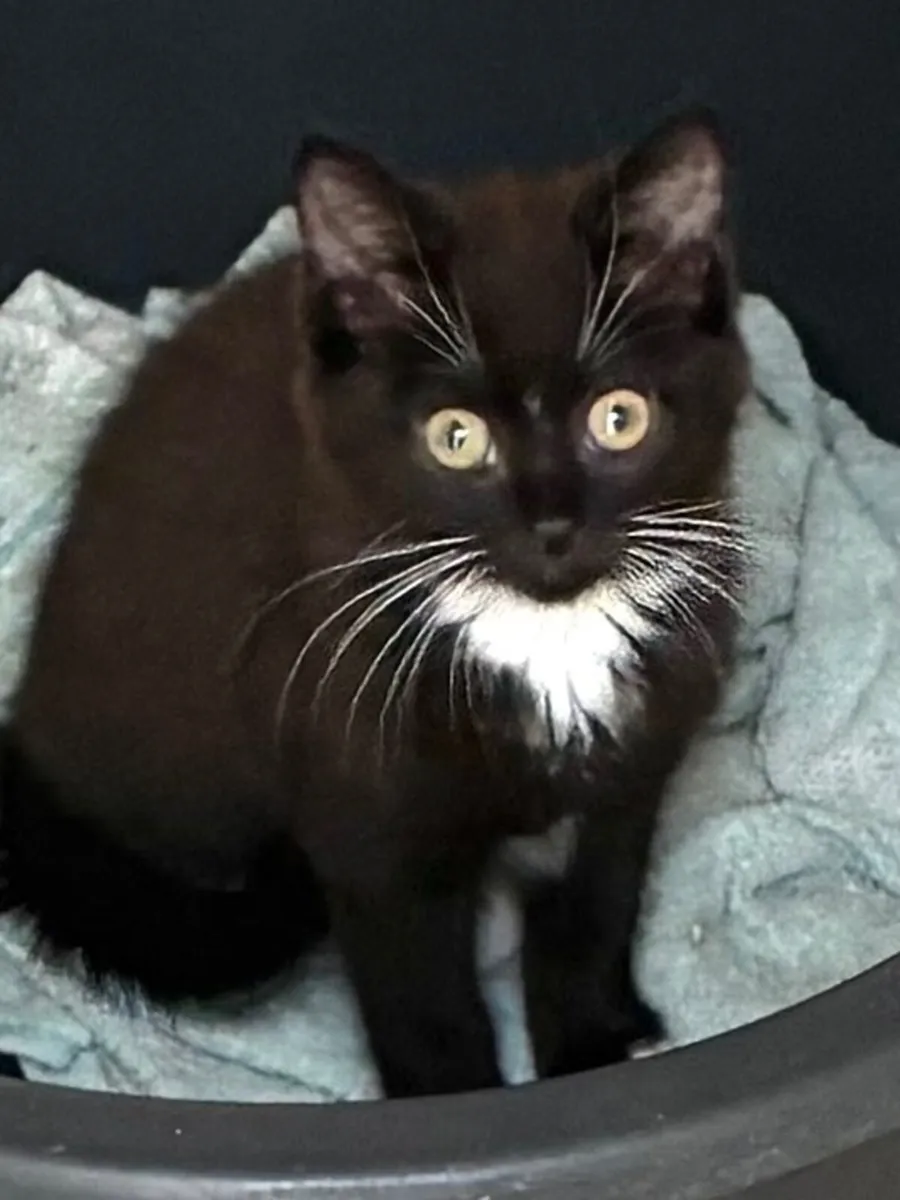 Catstrust adoption and protection. Rescued . - Image 4