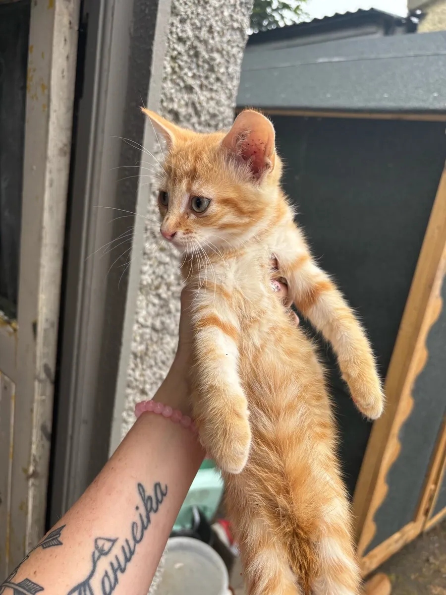 Kittens - Image 1