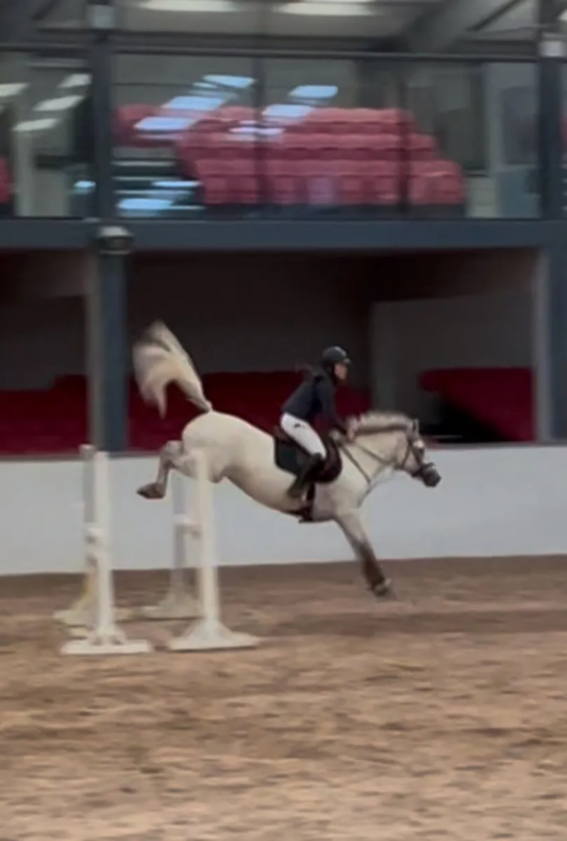 148 silver shadow mare - Image 4