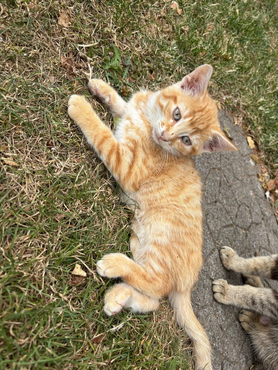 Kittens - Image 2