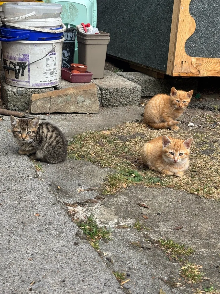Kittens - Image 3