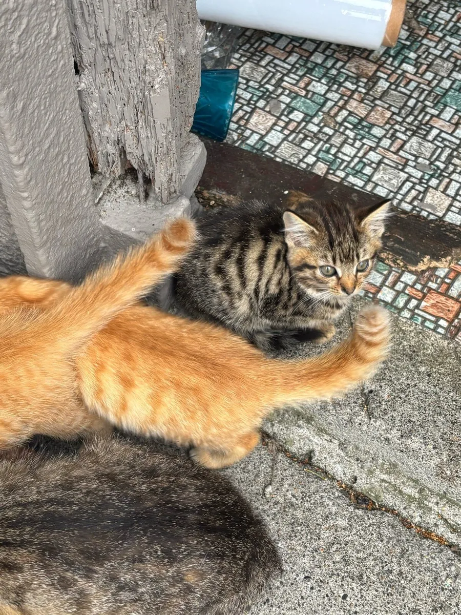 Kittens - Image 4