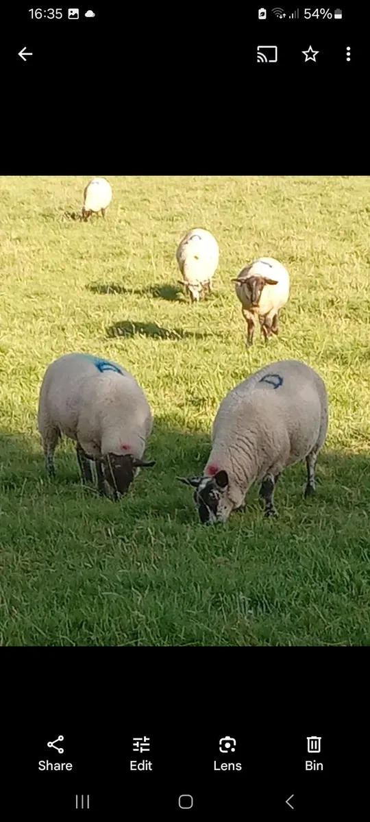 Borris Ewe Breeders - Image 1