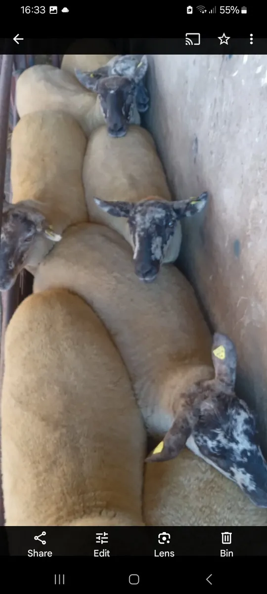 Borris Ewe Breeders - Image 1