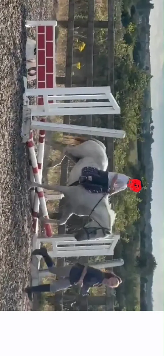 Super First Pony 14 2hh - Image 2