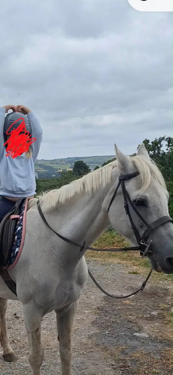 Super First Pony 14 2hh - Image 1