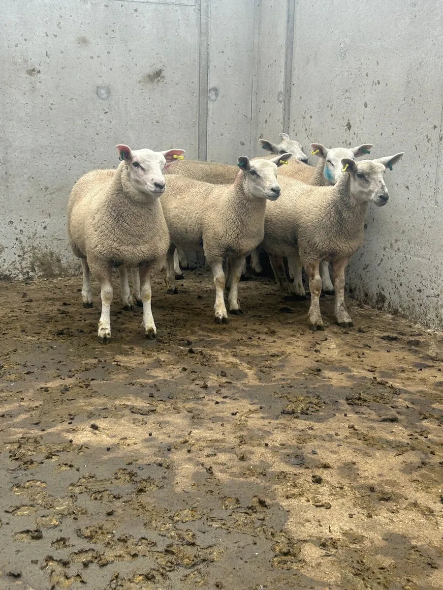Texel Ewe lambs - Image 1