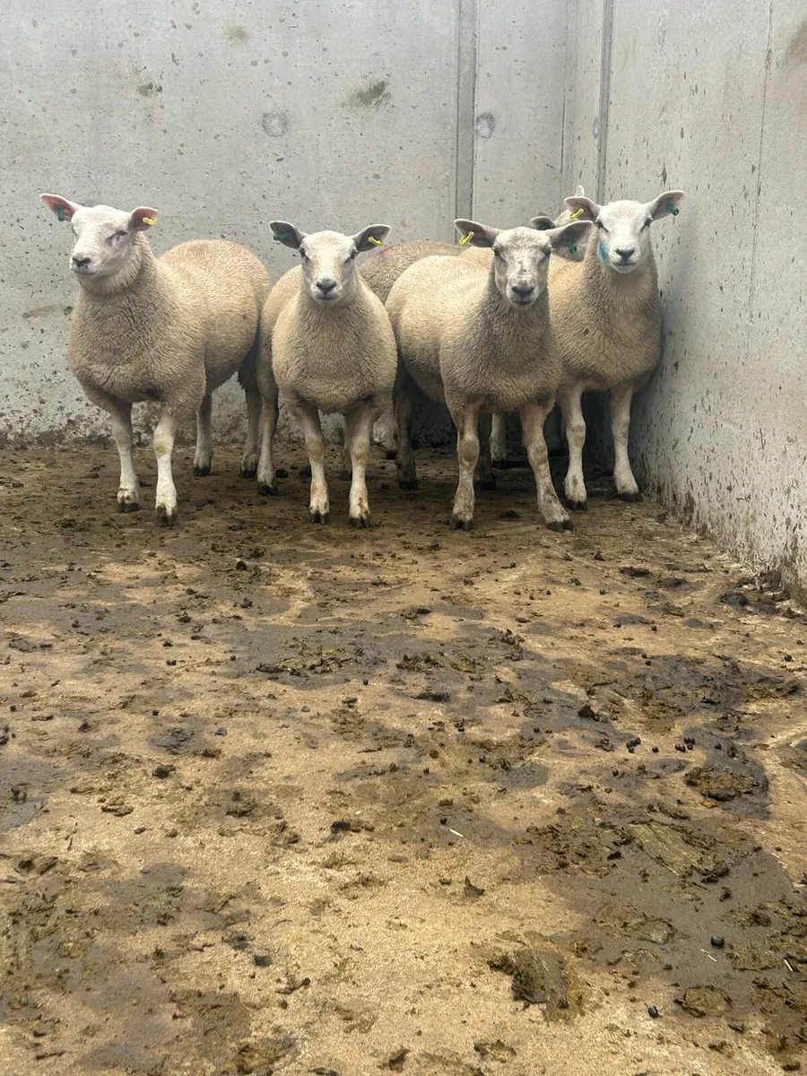 Texel Ewe lambs - Image 2