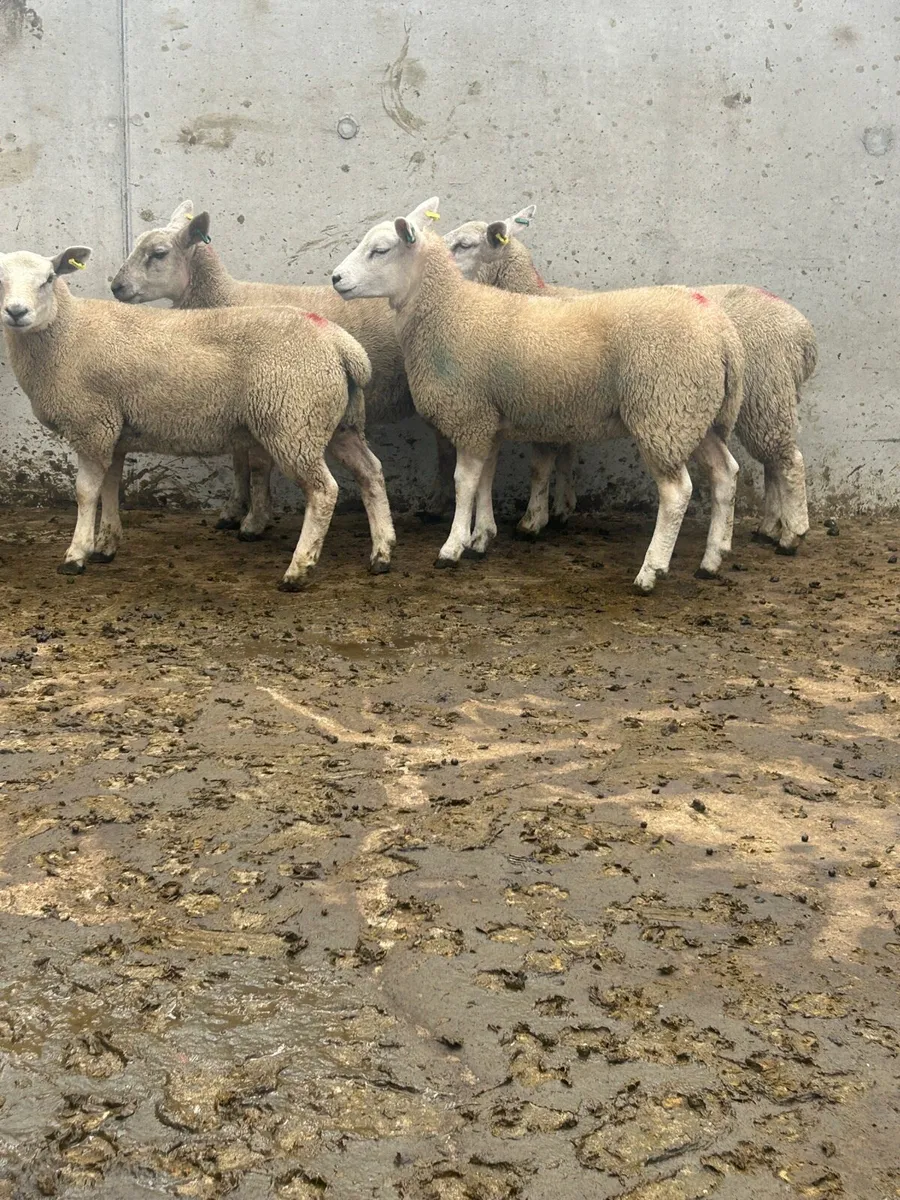 Texel Ewe lambs - Image 3