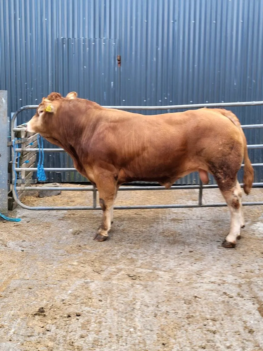 Pedigree Limousine  bull - Image 3