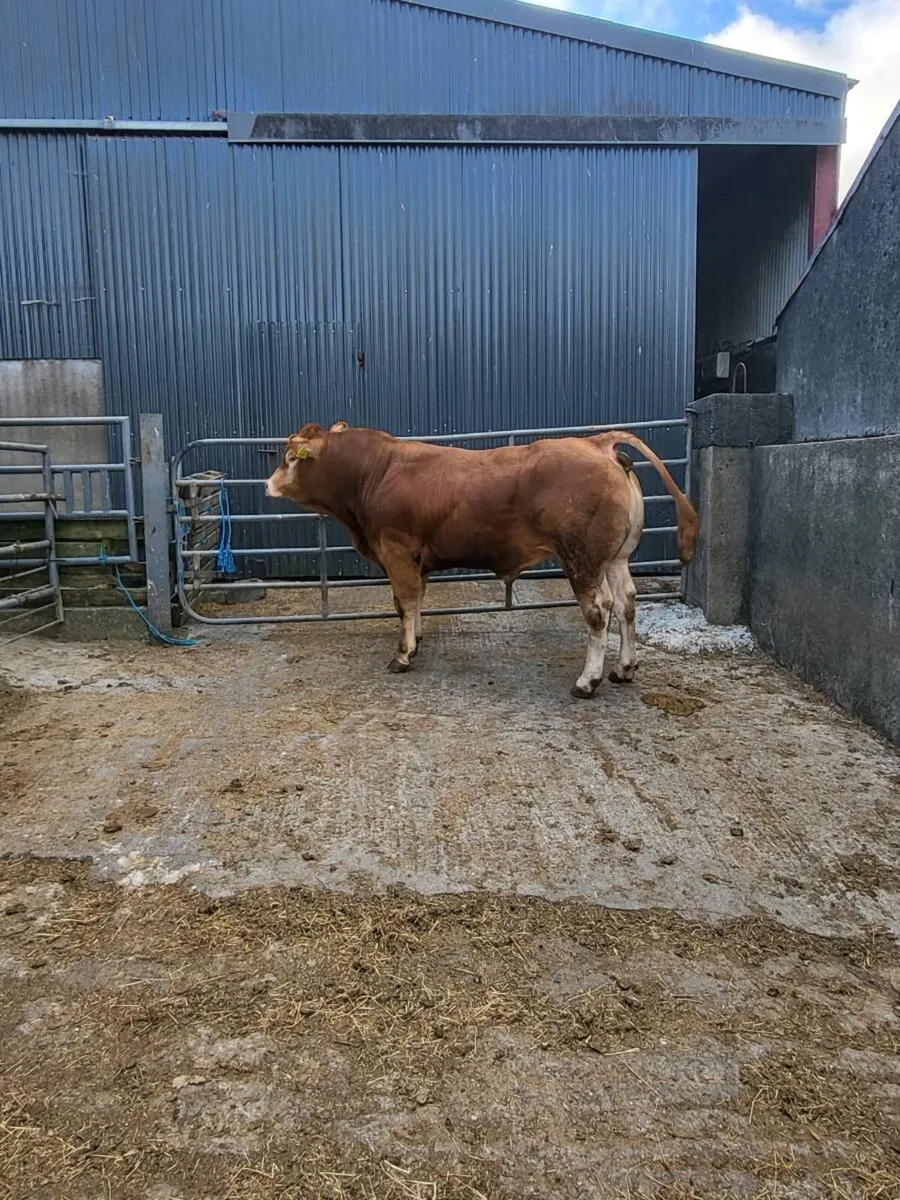 Pedigree Limousine  bull - Image 1