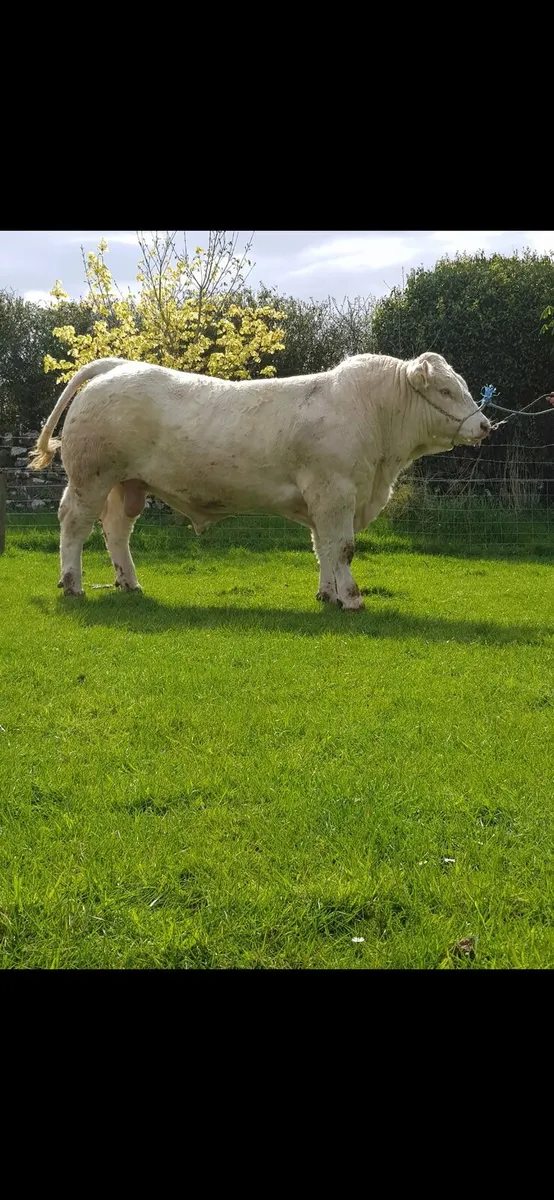 Pedigree Registered Charolais bulls for sale - Image 1