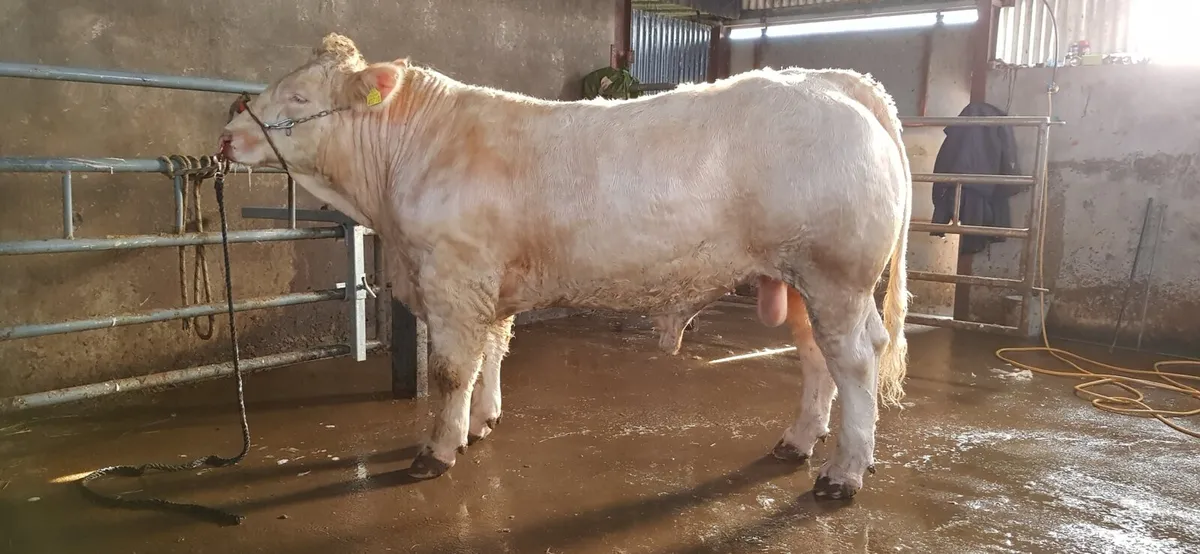 Pedigree Registered Charolais bulls for sale - Image 2