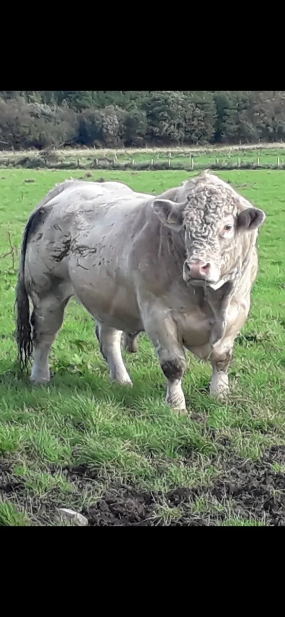 Pedigree Registered Charolais bulls for sale - Image 3