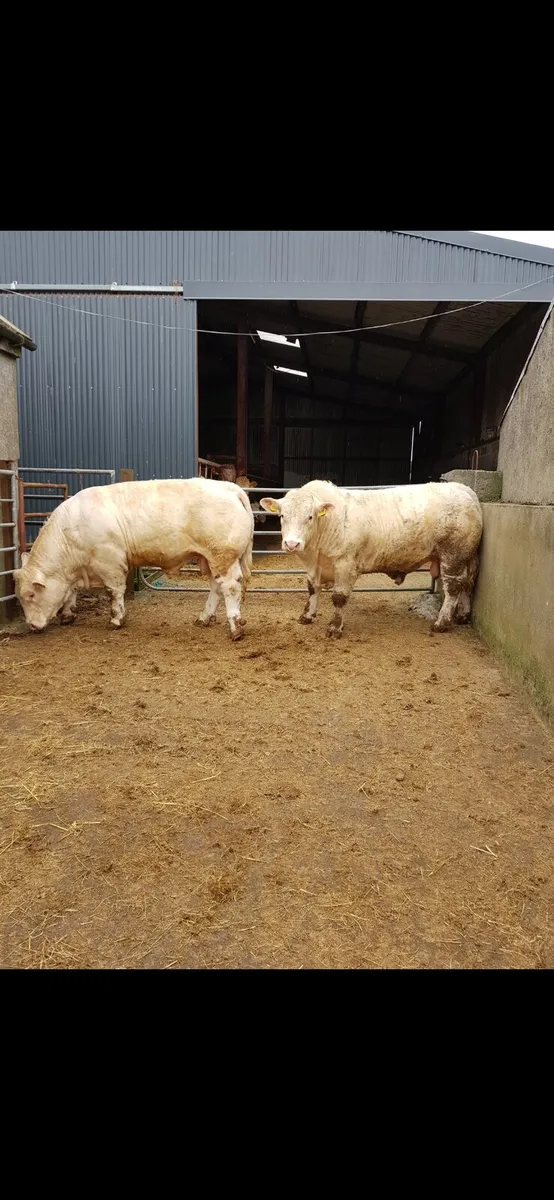Pedigree Registered Charolais bulls for sale - Image 4