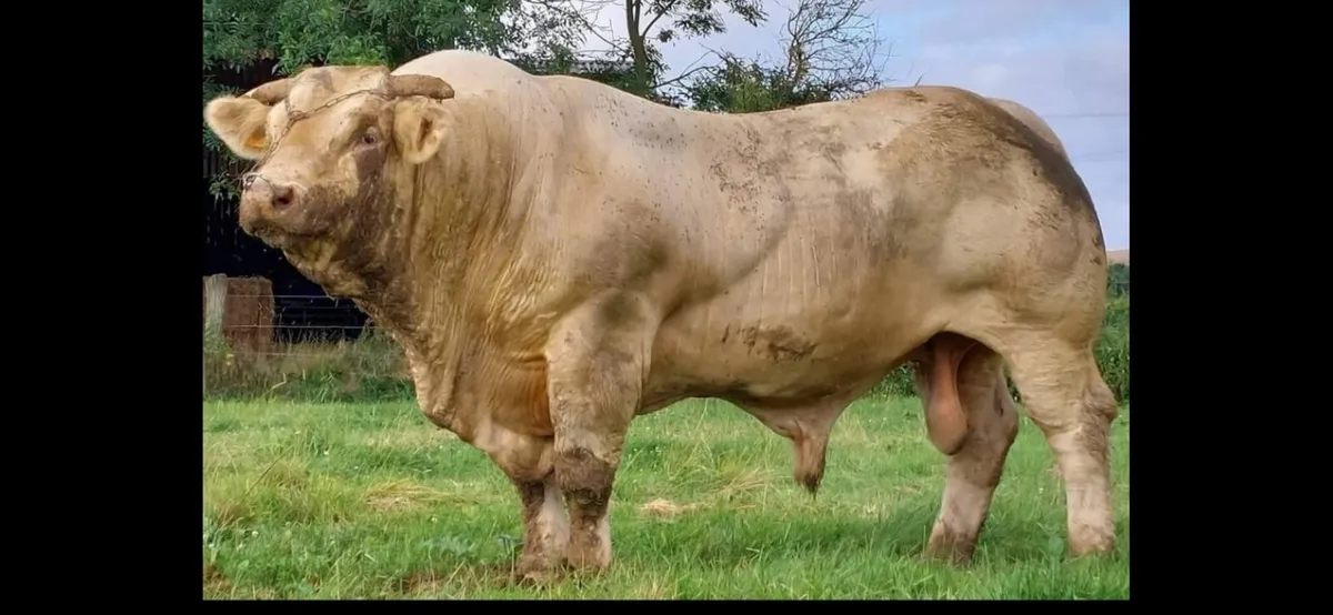 Pedigree Registered Charolais bulls for sale - Image 3