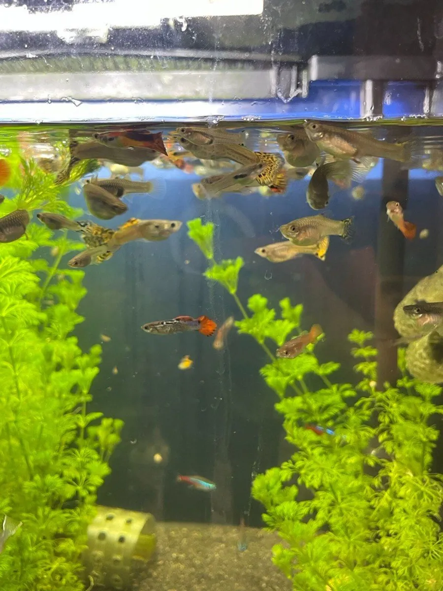 Guppy - Image 1