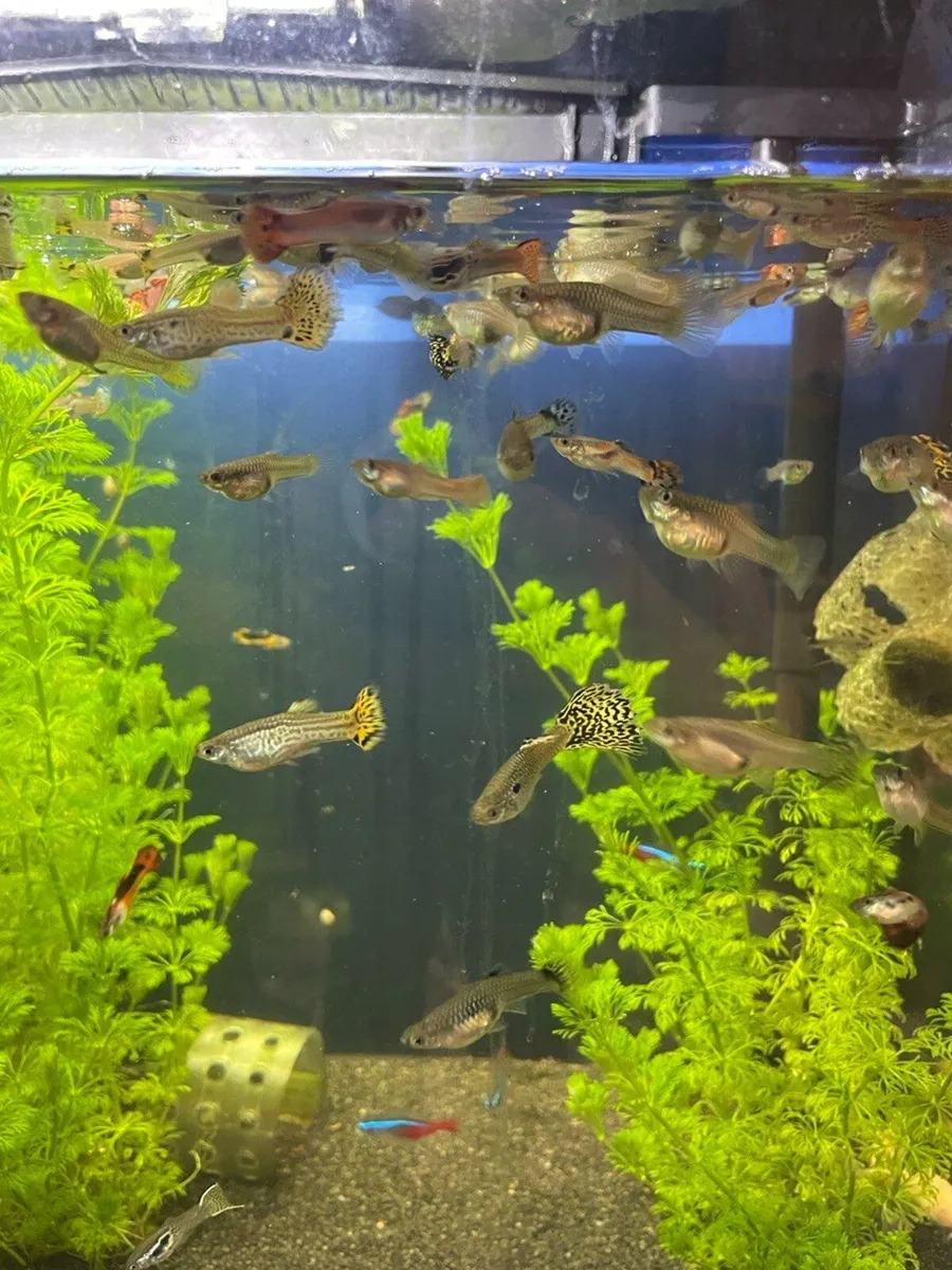 Guppy - Image 2