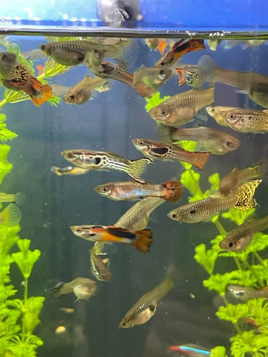 Guppy - Image 3